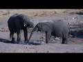 Africam Tembe Live Wildlife channel 8 1 17