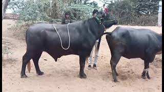 Buffalo natural mating @Animallovers.g