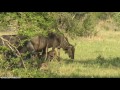 Wildebeest Calf Born Today 11232014 Video 1 WildEarth Safari