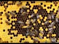 Chaupal Charcha - Honeybee Farming - Nagla Kalyan village Rajasthan