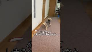 パパの心配事…うまくかわす愛犬。　　#ヨーキー #yorkshire_terrir #犬 #dog