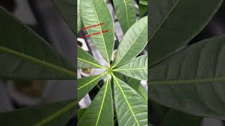 Pachira Aquatica (7 Leaf Money Tree)