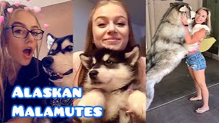 NEW Alaskan Malamute Video Compilation (Funny & Cute) | Snow Dogs / Wolf Dogs