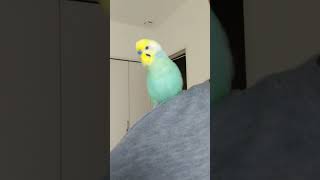 悪さをしたら『オイ！くー！』と怒られているインコ🐥関西弁のくーちゃん🐥