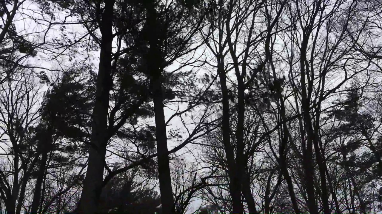 Strong Wind Blowing Forest Trees Youtube
