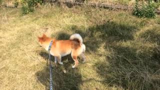 柴犬と散歩 淡路島 室津SAにて