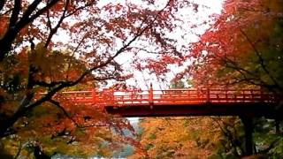 養父神社　２０１１　紅葉