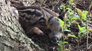 Kleines Rehkitz im Wald