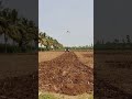 விவசாயம் எங்கள் உயிர் ஏர் உழுவுதல் villege nature agri reelsshorts reels villagelife