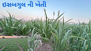 ઇસબગુલ ની ખેતી || ઇસબગુલ || ઇસબગુલ ની ખેતી ની સંપૂર્ણ માહિતી