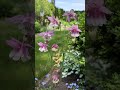 Quick Garden Tour May 24