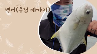 병어무점메가리 손맛이 최고인 이유 유료바다낚시.서신바다낚시터