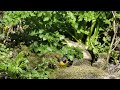 grey wagtail feeding on insects