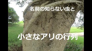 小さなアリの行列と虫を撮ってみた！I took a picture of a procession of small ants and insects! 　180度3DVR　oculus go！