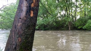 🌧️Som de Chuva na Floresta - Sons de chuva para dormir, relaxar estudar acalmar