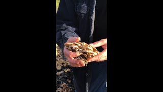 Paul Stamets and a bodacious fruiting from Bodega Bay!