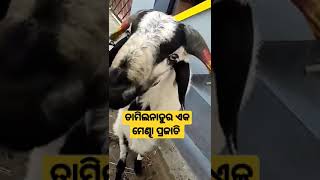 ତାମିଲନାଡୁର ଏକ ମେଣ୍ଢା ପ୍ରଜାତି ll Sheep from Tamilnadu @odishakrushakbandhu #shorts #short #viral