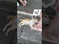 ￼可愛動物極短篇 那一隻￼貓咪翻來覆去，是睡不著嗎？ was the cat not ￼able to fall asleep