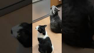 猫達が大声で鳴き始めました#shorts