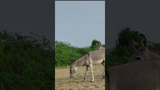 #donkeys #animals #youtubeshorts #shortfeed #animalsounds #nature