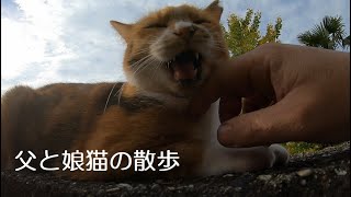 今日も散歩の途中で娘猫に怒られる父