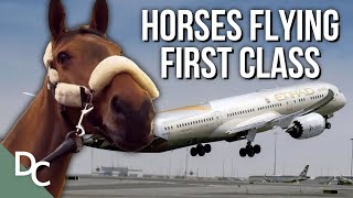 How Do They Transport 61 Horses On A Plane? | Mega Air | Documentary Central