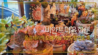 #비얀트다육화분#몽클세라믹(도매가능)10%할인도 쭉🤩/korean succulents plants 💖