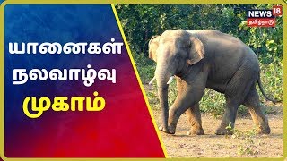 யானைகளுக்கு இருவேளை நடைப்பயிற்சி, ஷவர் குளியல் | Elephants Welfare Camp