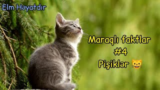 Pişiklər haqqında bilmədiyiniz faktlar! Maraqlı faktlar #4 - Pişiklər 😺