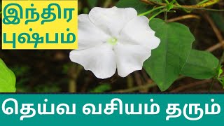 இந்திர புஷ்பம். வைத்தியர் கார்த்திகேயன்