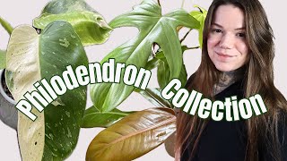 My Philodendron Houseplant Collection + Care Tips!