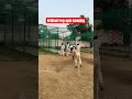 brilliant leg spin bowling cricket