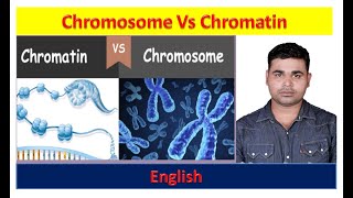 Chromatin vs chromosome| Chromosome structure| Chromosome class 10| Chromatin structure| Chromatin