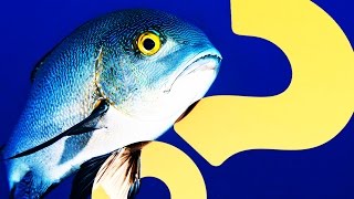 So Long, as Depression Tanks for the Fish | HowStuffWorks NOW