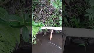 mampus kelabakan..!! mancing Cekrik gurameh saat hujan