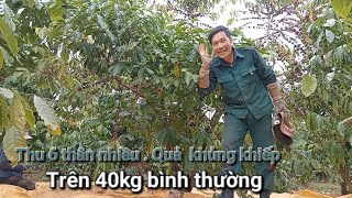 Cafê đa thân thu 6 thân quả nhiều thật/sống 2 miền khám phá