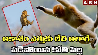 ఆకాశం ఎత్తుకు లేచి అలాగే పడిపోయిన కోతి పిల్ల | Funny Monkey babies | ABN Digital Exclusives