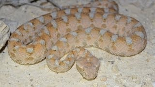 אפעה מחכך קשקשים - Echis coloratus (Painted saw-scaled viper) rubbing its' scales