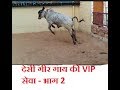 Download गीर गाय 10 - 12 लीटर दूध | कितने रुपये की ? In Mp4 3Gp Full HD Video
