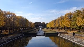 国営昭和記念公園カナール　イチョウ並木の黄葉