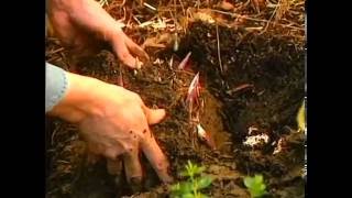 Protect Bulbs from Garden Mice \u0026 REplanting Hosta