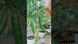 🌶️🌶️പഴയ പ്ലാസ്റ്റിക് jug ആയാലും ഒരു കൈ പച്ചമുളക് പറിക്കാട്ടോ....🌶️🌶️ | 🌱MANNEZHUTHU 🌱