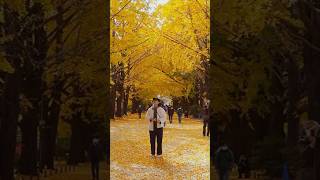 ใบไม้เปลี่ยนสีสวยงามมาก #ญี่ปุ่น #japantravel #เที่ยวญี่ปุ่น #japan #ท่องเที่ยว  #vlog