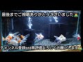 2022金魚飼育！マツカンさんで！渋谷産 東錦 を購入し水槽作りました✌️！