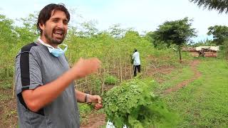 PRICELESS FARMS: Moringa Fields Walk-About - Oct-2019