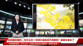 红的黄的橙的…为什么天一冷树叶就变成不同颜色？最美科普来了