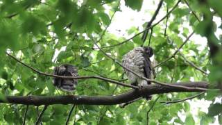 477A4192　巣立ちしたツミの幼鳥　Japanese Sparrowhawk