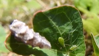 Hoverfly Maggot Eats Aphid ヒラタアブ幼虫がアブラムシを探す