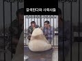 뒷모습도 귀여운 갈색판다 치짜이 판다 panda 다판다 shorts