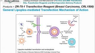 Altogen Biosystems ZR-75-1 Transfection Reagent